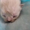 3 Minuet Kittens For sale 2 Short Leg 1 Long Leg