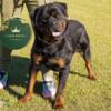 AKC & GCR Rottweiler Puppies (Females)