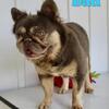 Delilah Female French Bulldog