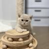 British shorthair male 2