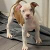 American bullies 