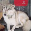 GIANT Volga Wolfhounds - Jan 2023 - $2000