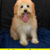 Micro Petite English Goldendoodles 14-15 lbs