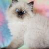 Purebred Persian Pointed Female - Ready to go