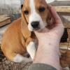 Akc beagle pups