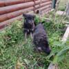 Beautiful German Shepherd puppies 