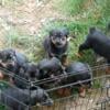 Pure bred rottweiler pups for sale!