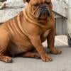 Two female English bulldogs