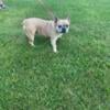 AKC   Female  ( Cycling ) French Bulldog