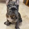 Pie Blue Merle French BullDog Carry Fluffy