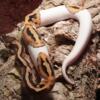 Ball python with complete 55 gallon set up for sale!