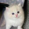 Male cream mactabby RagaMuffin