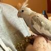 Female White face/Cinnamon Cockatiel tame