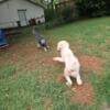 Gooldendoodle and aussiedoodle