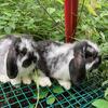Minilop Bunnies ready!