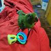 Eclectus Parrot Male DOB 10/10/24 Handfeeding