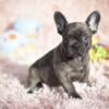 Adorable French bulldog puppies for sale