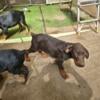 Purebred Doberman pincher puppies