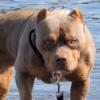 Amazing ! American Bully XL ! Breeding of The Year ! Reserve Now ! Pups ! Puppies ! Tri Color ! Lilac / Chocolate !