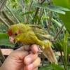 Tame, cinnamon split blue kakariki