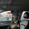 Manchester Terrier PRICE DROP!….