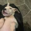  Michigan, Dogo Argentino Pocket Bully male puppy