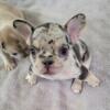 French Bulldog PUPPIES- AKC Registered