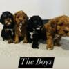 *Price Reduced*F1 Cavapoo Puppies Available