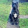 Cane Corso Puppies AKC