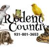 Rats, Dumbos, Hairless, Silvermanes,Velveteens & more