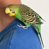 Female Parakeet Friendly and Vibrant