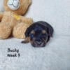 Bucky CKC Yorkipoo Hess Pooches LLC