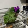 Hahns macaw