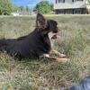 AKC Stud Only - Chocolate and Tan Male - Bruno