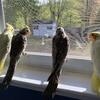 Connamon pied cockatiel babies