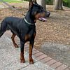 Meet Kaine AKC registered Doberman for STUD ONLY