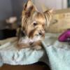 Adult female yorkie available