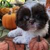 Shih Tzu puppies 