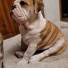 Female English Bulldog