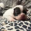 French bull dog puppies