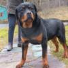 Rottweiler male guardian look for a home