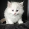 Meet Ophelia blue lynx bicolor ragdoll female