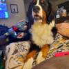 AKC Bernese mountain dog