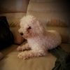 Bichon Poo male