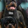 impoted litter-rottweiler pups