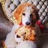 AKC Standard parti poodle stud