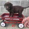 ACA labrador puppies