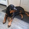 Pure Bred AKC Registered Rottweiler Puppies for sale.