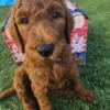 Adorable Red F1B Goldendoodles Ready for their Forever Homes!