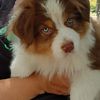 Australian Shepherd Puppies